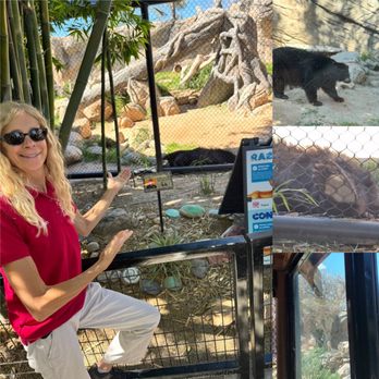 Reid Park Zoo - Apparently it's very likely that the bears are going to breed this year. The female, Oja, has made a nest in the mulberry tree. - Zoos Near Me - Tucson, Arizona