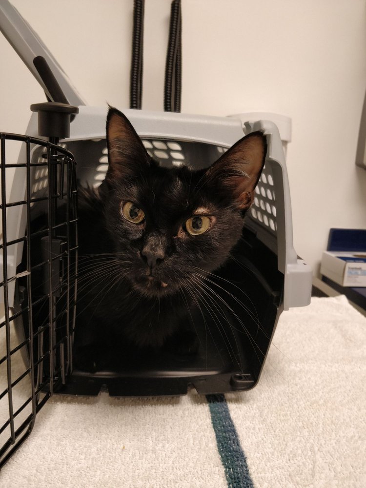 PET EXPRESS ANIMAL HOSPITAL 26 Photos & 59 Reviews Veterinarians 4200 S University Dr