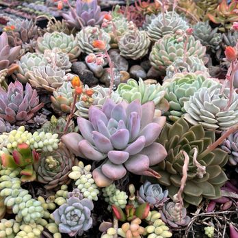 Garden Vibes - Nurseries & Gardening Near Me - Menifee, California Garden Vibes - Nurseries & Gardening Near Me - Menifee, California