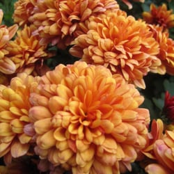 Schedel Arboretum & Gardens