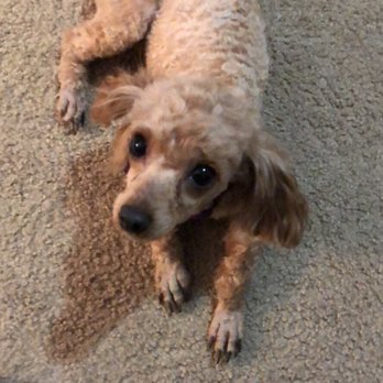 Furbusters - Pet Groomers Near Me - Tucker, Georgia