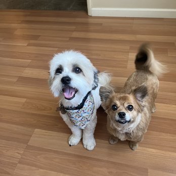 Palm Bluff Paws - Pet Groomers Near Me - Fresno, California