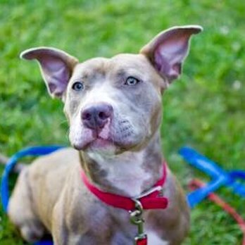 IndyHumane - Animal Shelters Near Me - Indianapolis, Indiana
