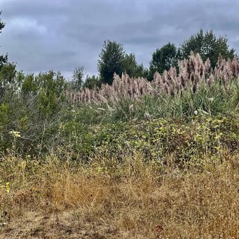 River Walk Trail - September 11, 2025 - Plants along the trail. - Hiking Near Me - Fortuna, California River Walk Trail - September 11, 2025 - Plants along the trail. - Hiking Near Me - Fortuna, California