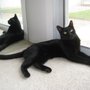 Photo of Toni's Pet Sitters