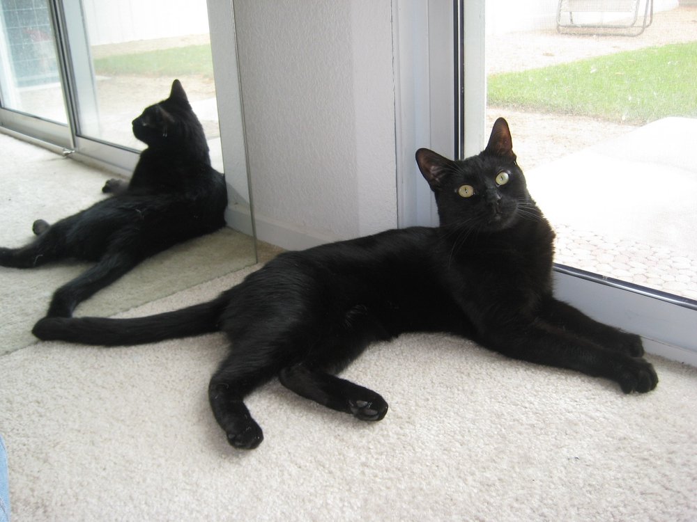 TONI’S PET SITTERS Updated October 2024 95 Photos Henderson