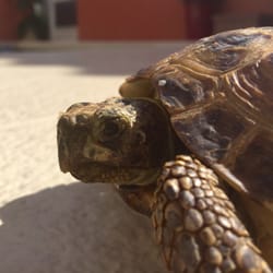 Marquesa Veterinary Clinic - We see exotics!