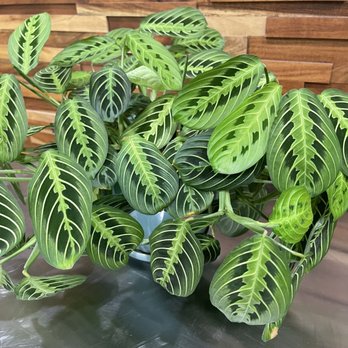 lil’ Vegerie - Such cool plans, I was mesmerized by these leaves. - Vegan Near Me - Redondo Beach, California lil’ Vegerie - Such cool plans, I was mesmerized by these leaves. - Vegan Near Me - Redondo Beach, California