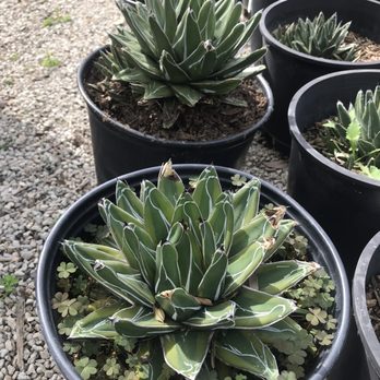 Moon Valley Nurseries - Moon valley's Queen Victoria agave fills 5-gallon pot - Tree Services Near Me - Irvine, California Moon Valley Nurseries - Moon valley's Queen Victoria agave fills 5-gallon pot - Tree Services Near Me - Irvine, California