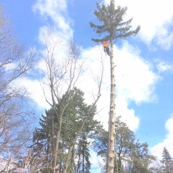 M&RG Tree Service - Tree Services Near Me - Lisle, Illinois
