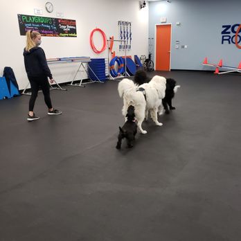 Zoom Room Dog Training - Social time - Pet Training Near Me - Reno, Nevada Zoom Room Dog Training - Social time - Pet Training Near Me - Reno, Nevada
