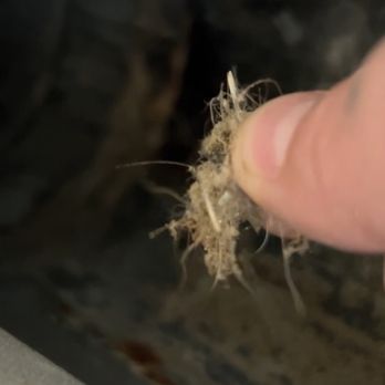 Zerorez Denver - Easy to see and grab hair and dust - Carpet Cleaning Near Me - Denver, Colorado Zerorez Denver - Easy to see and grab hair and dust - Carpet Cleaning Near Me - Denver, Colorado