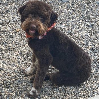 Marker's Barkers Grooming - Stella the Lagotto - Pet Groomers Near Me - Chico, California Marker's Barkers Grooming - Stella the Lagotto - Pet Groomers Near Me - Chico, California