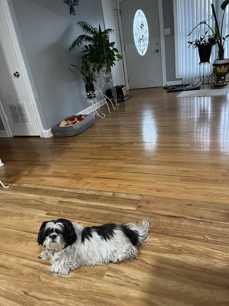 ELENA’S SHEAR MAGIC PET STYLING Updated August 2024 18 Reviews