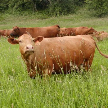 Forest Cattle - We exclusively raise red and black angus beef - Ranches Near Me - Silvana, Washington Forest Cattle - We exclusively raise red and black angus beef - Ranches Near Me - Silvana, Washington