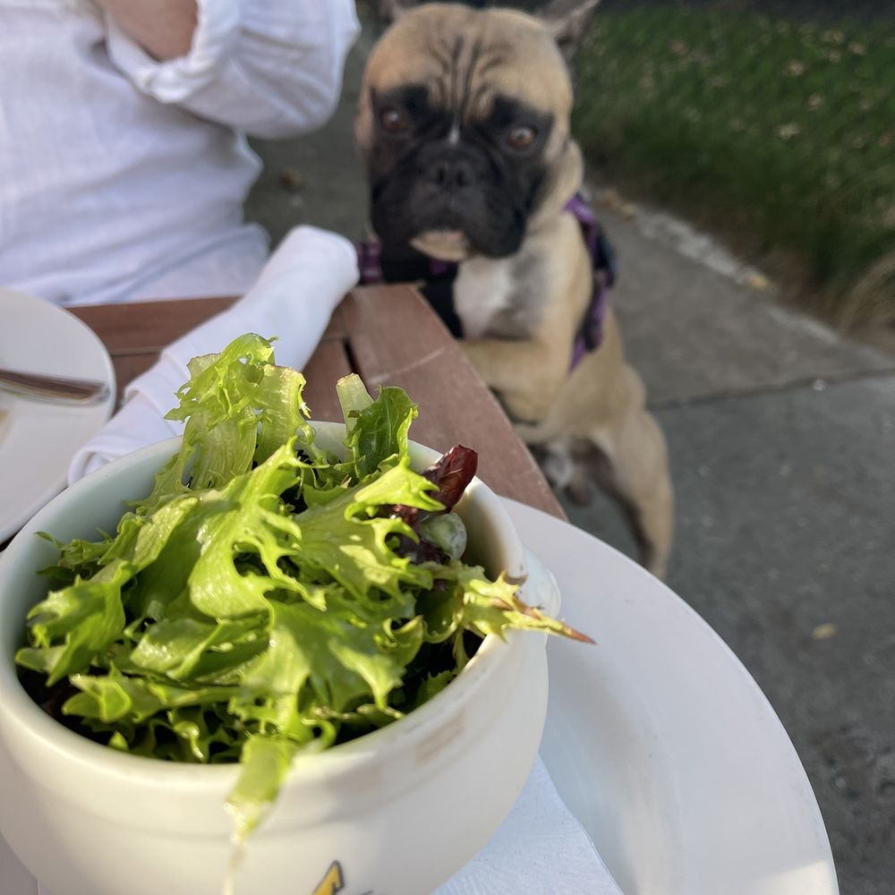 Pierre's - a bowl of salad and a pug - French Near Me - Bridgehampton, New York Pierre's - a bowl of salad and a pug - French Near Me - Bridgehampton, New York