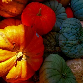 Trader Joe's - Looks like pumpkin season is here - - - 9/18/2015 - Grocery Near Me - Larchmont, New York