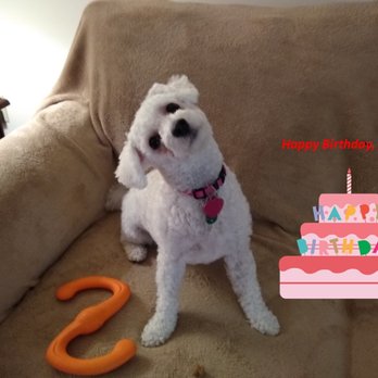 Mount Rock Kennels - Happy 1st Birthday, Bella! - Pet Breeders Near Me - Shippensburg, Pennsylvania Mount Rock Kennels - Happy 1st Birthday, Bella! - Pet Breeders Near Me - Shippensburg, Pennsylvania