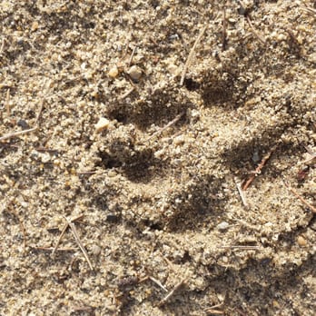 Ancil Hoffman Golf Course - For or Coyote... - Golf Near Me - Carmichael, California Ancil Hoffman Golf Course - For or Coyote... - Golf Near Me - Carmichael, California