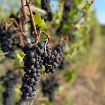 Thirsty Owl Wine Company - a bunch of grapes on the vine - Wineries Near Me - Ovid, New York