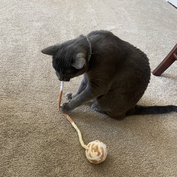 Buddy's Barkery - grey cat playing with yarn ball toy - Pet Stores Near Me - Ellensburg, Washington