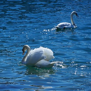Zürichsee - Lakes Near Me - Zürich, ZH Zürichsee - Lakes Near Me - Zürich, ZH