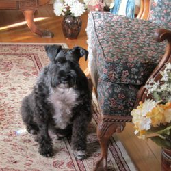North Country Animal Shelter - Tucker - January 2019 Adopted from North Country Animal Shelter, Malone, NY November 2018.