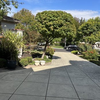 Stumpy's Tree Service - Clean and well shaped - Tree Services Near Me - Livermore, California Stumpy's Tree Service - Clean and well shaped - Tree Services Near Me - Livermore, California