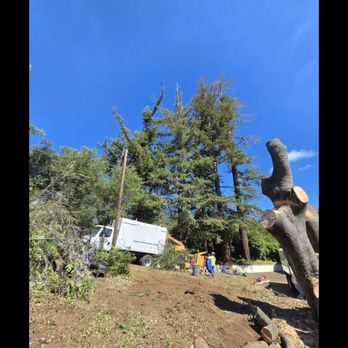 JC's Tree Service - Tree Services Near Me JC's Tree Service - Tree Services Near Me