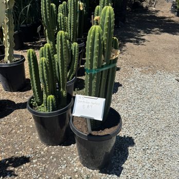 Curby's Nursery - San Pedro Cactus - Nurseries & Gardening Near Me - Temecula, California