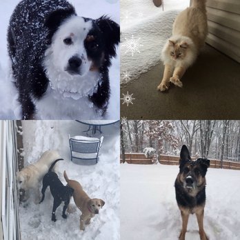 Wright City Veterinary Clinic - Some of our employees pets enjoying the snow. - Veterinarians Near Me - Wright City, Missouri Wright City Veterinary Clinic - Some of our employees pets enjoying the snow. - Veterinarians Near Me - Wright City, Missouri