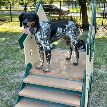 Nola City Bark - Lestat on the play equipment - Dog Parks Near Me - New Orleans, Louisiana Nola City Bark - Lestat on the play equipment - Dog Parks Near Me - New Orleans, Louisiana