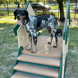 Nola City Bark - Lestat on the play equipment