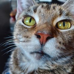 Keepers Animal Clinic - This is my cat Nala. She's such a trooper. Greatest cat I've ever had.