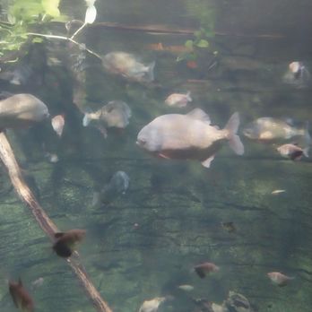 Vancouver Aquarium - Piranha, Amazon exhibit - Aquariums Near Me - Vancouver, British Columbia Vancouver Aquarium - Piranha, Amazon exhibit - Aquariums Near Me - Vancouver, British Columbia