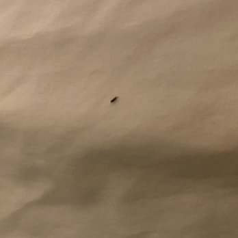 Kings Inn San Diego - Bedbugs - San Diego, CA