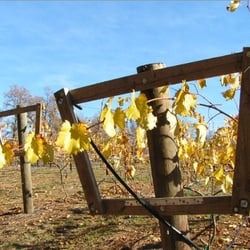 Avanguardia Wines