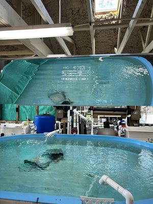 Georgia Sea Turtle Center by null