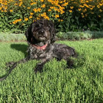Your Pet’s Bestie - Heihei is the dog you think about when you need a cuddle session! Such a sweet pup! - Pet Sitting Near Me Your Pet’s Bestie - Heihei is the dog you think about when you need a cuddle session! Such a sweet pup! - Pet Sitting Near Me