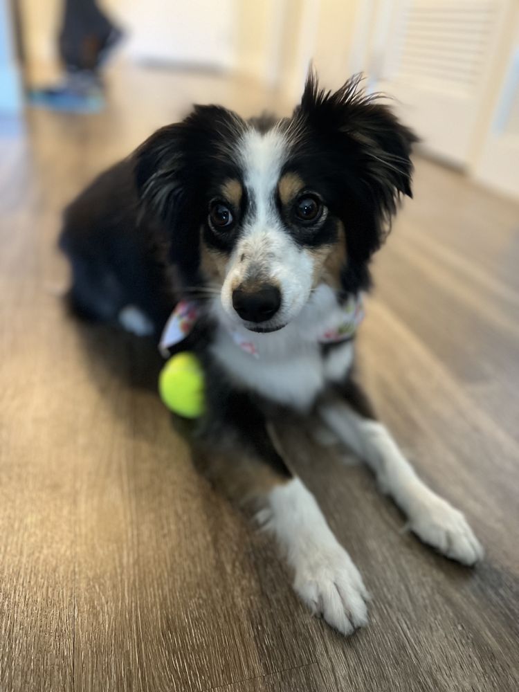 BOGIE’S DISCOUNT PET FOOD AND SUPPLY Updated September 2024 165