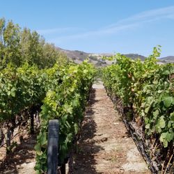 Santa Barbara Wine O'Clock Tours - Guided wine tours in Santa Barbara including transportation to and from tasting rooms and wineries in Santa Barba and the Santa Ynez Valley.
