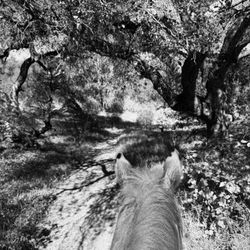 Vino Vaqueros Horseback Riding