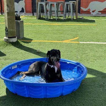 Bar K - Belli coolin' down. - Dog Parks Near Me - Kansas City, Missouri Bar K - Belli coolin' down. - Dog Parks Near Me - Kansas City, Missouri