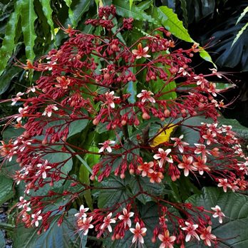 The Kampong - Botanical Gardens Near Me - Coconut Grove, Florida