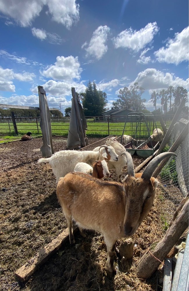 Adventures with Animals