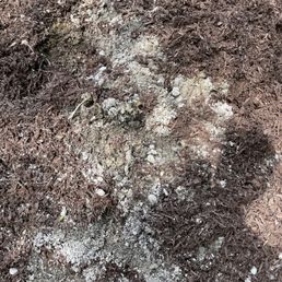 The sand as I was starting to uncover it. Shows how widely it got mixed into the bark. The sand as I was starting to uncover it. Shows how widely it got mixed into the bark.