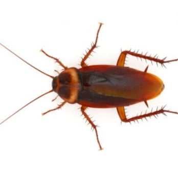 Bug Off Pest Control - Pest Control Near Me Bug Off Pest Control - Pest Control Near Me