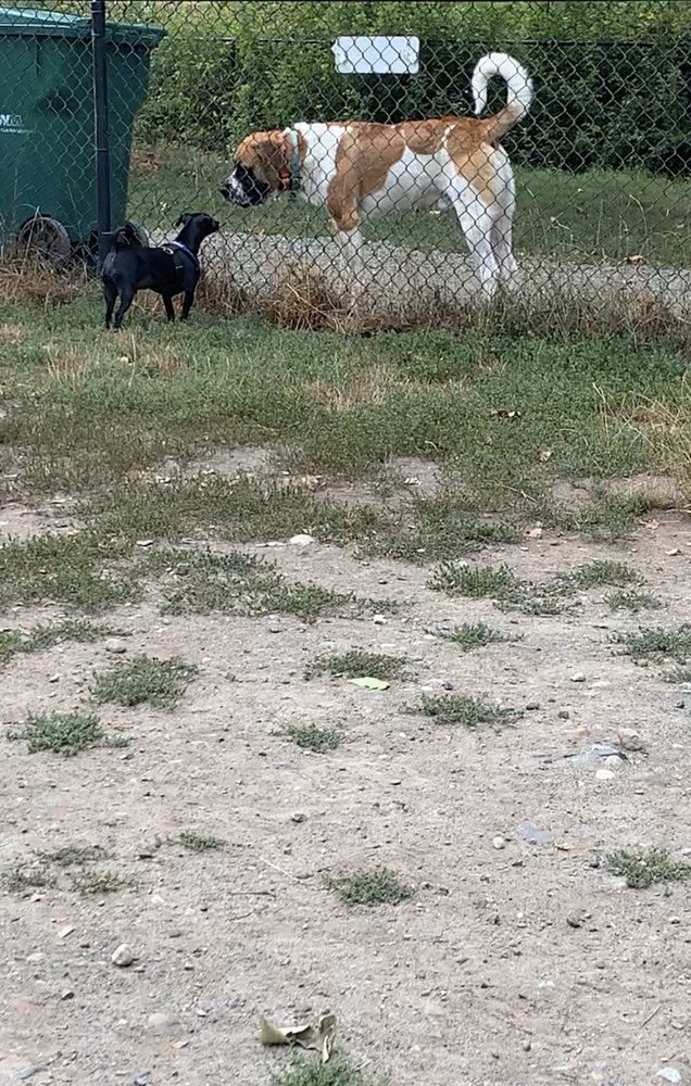 SILVERDALE DOG PARK 28 Photos & 20 Reviews 11601 Silverdale Way NW