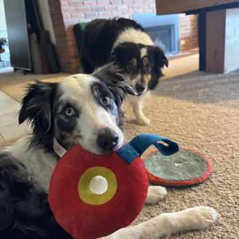 Petznhouz - Indoor playtime with Roxy & Shadow - Pet Sitting Near Me - Denver, Colorado