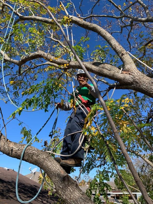 Arborez Houston Tree Service Specialist - tree service in Houston, TX